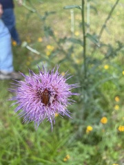 Nemognatha piazata