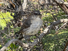 Mimus graysoni