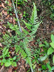 Pteris semipinnata
