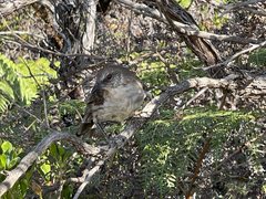 Mimus graysoni