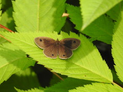 Ypthima multistriata