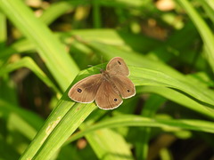 Ypthima multistriata