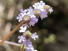 Verbena sphaerocarpa