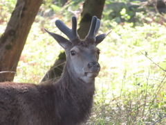 Cervus elaphus italicus