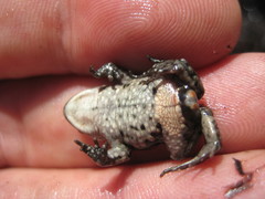 Capensibufo rosei