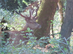 Cervus elaphus italicus