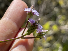 Verbena sphaerocarpa