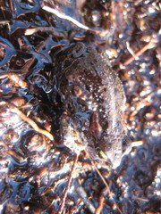 Capensibufo rosei