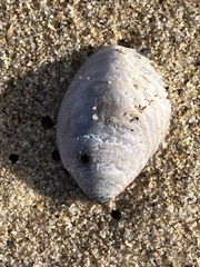 Crepidula onyx