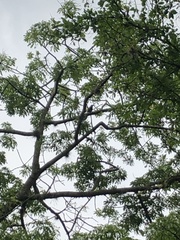 Crotophaga ani