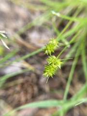 Carex atlantica