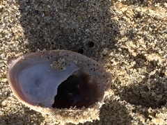 Crepidula onyx