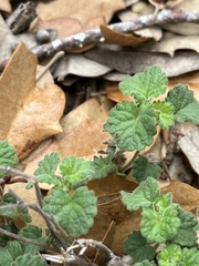 Acalypha monostachya