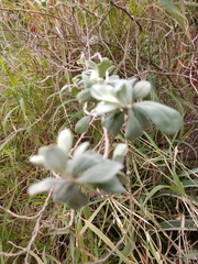 Leucophyllum frutescens