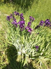 Iris × hybrida