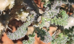 Pelargonium alternans