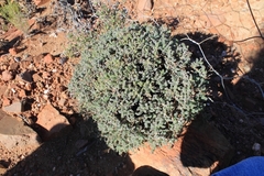 Pelargonium alternans