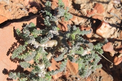 Pelargonium alternans