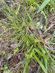 Carex atlantica