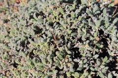 Pelargonium alternans