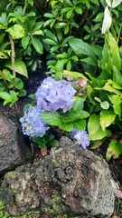 Hydrangea macrophylla