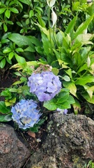Hydrangea macrophylla