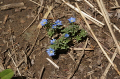 Gentiana squarrosa