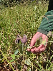 Aristolochia gigantea