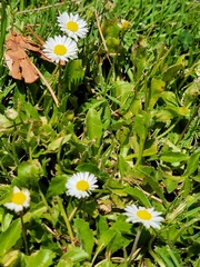 Bellis perennis