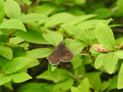 Ypthima multistriata