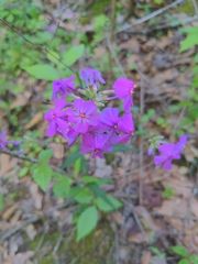 Phlox carolina