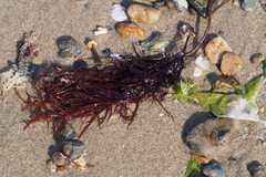 Solieria pacifica