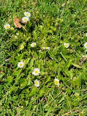 Bellis perennis