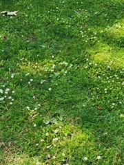 Bellis perennis