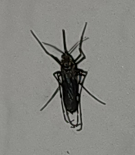 Aedes image