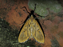 Tyspanodes striata