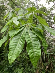 Pachira glabra