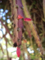 Lepismium cruciforme