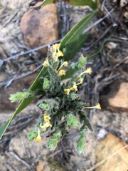 Struthiola tomentosa
