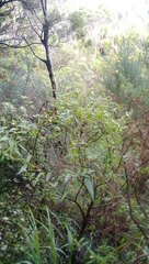 Veronica stricta stricta