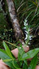 Veronica stricta stricta