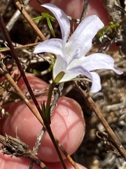 Prismatocarpus campanuloides