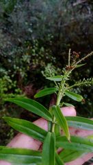 Veronica stricta stricta
