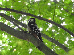 Dendrocopos leucotos