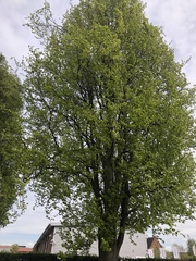 Fagus sylvatica