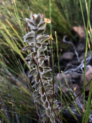 Struthiola tomentosa
