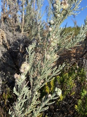 Eriocephalus racemosus