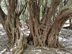 Sideroxylon socorrense