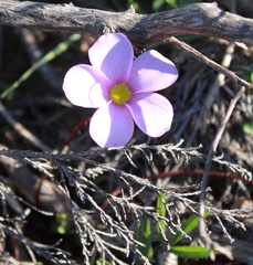 Oxalis microdonta
