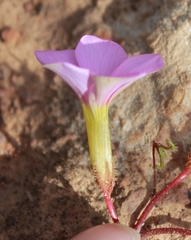 Oxalis microdonta